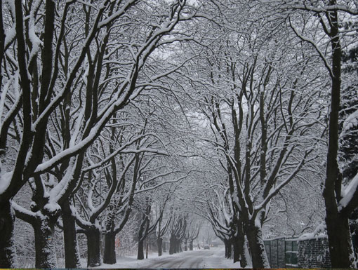 Aleja Jarzęba Szwedzkiego