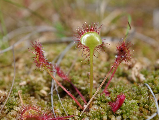 Trzcińskie Mokradła